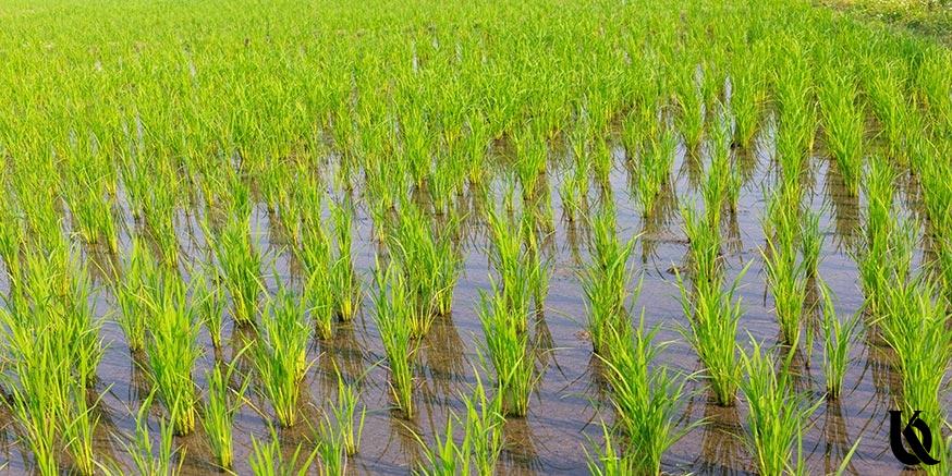 اطلاعات مورد نیاز برای کاشت برنج (قسمت اول)
